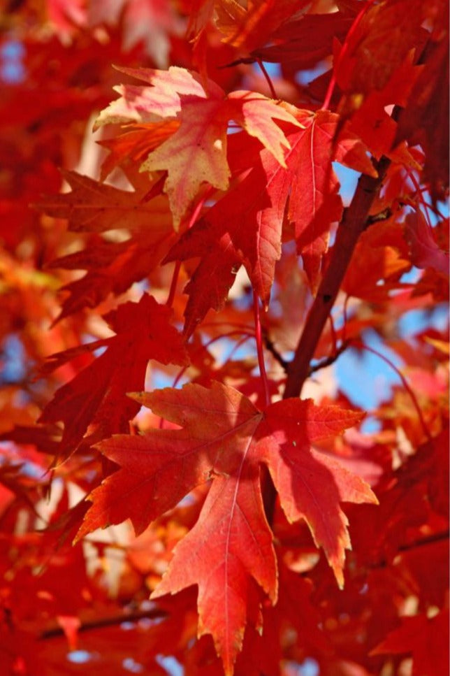 Autumn Blaze Maple leaves