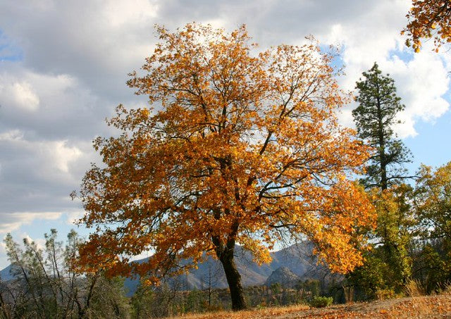 Black Oak Tree Autumn