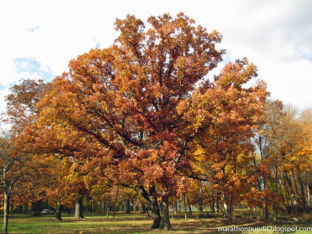 Bur Oak Tree Autumn