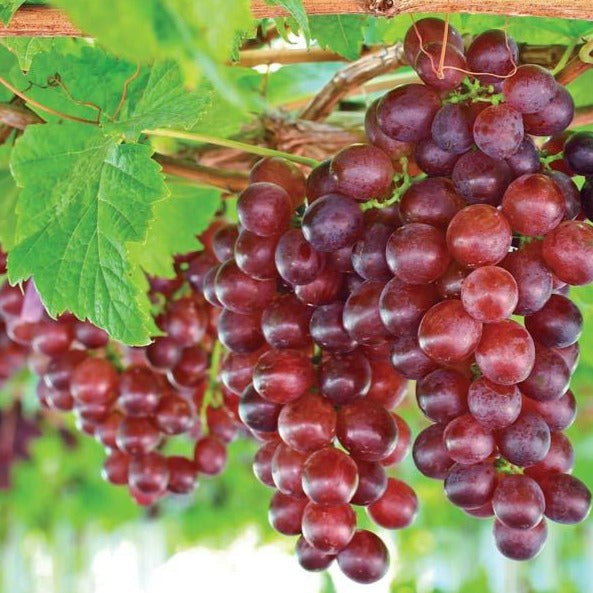 'Catawba' Grape Vine