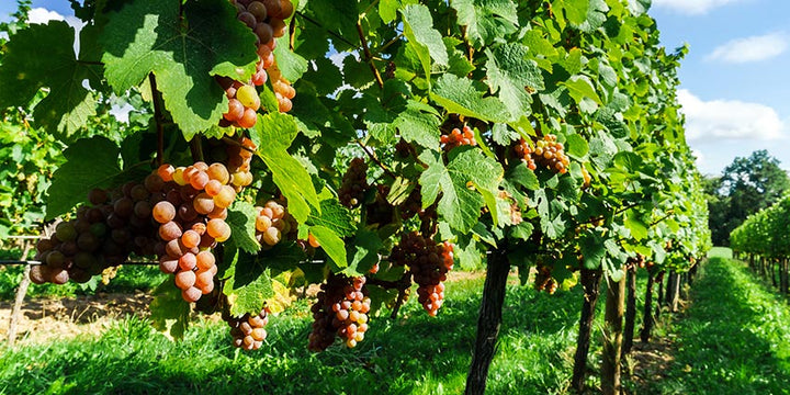 'Catawba' Grape Vineyard