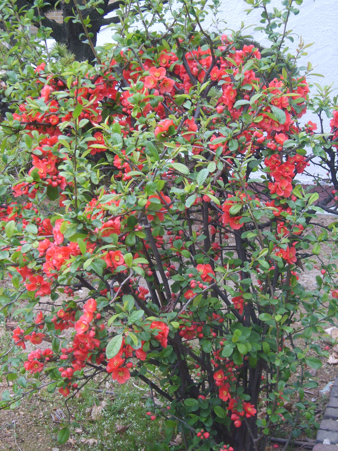 Flowering Quince Texas Scarlet
