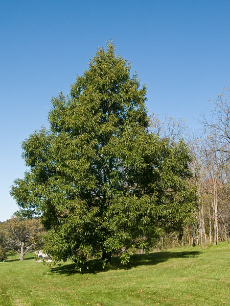 White Oak Tree 'Chinkapin'