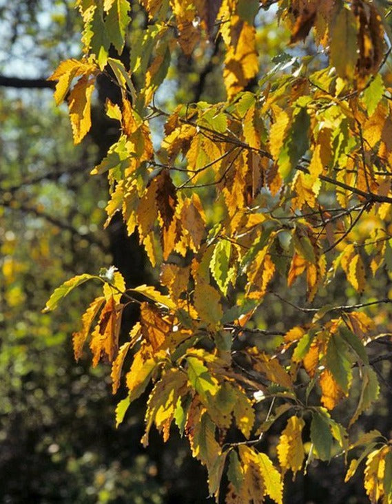 Chinkapin White Oak Tree Autumn
