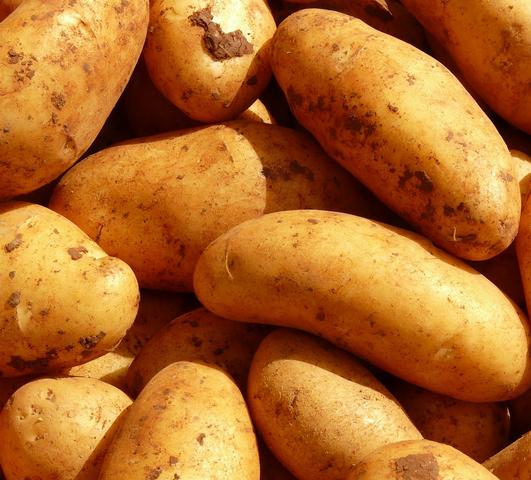 Seed Potato 'White Kennebec'
