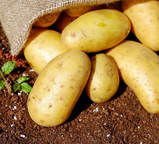 Seed Potato 'Yukon Gold'