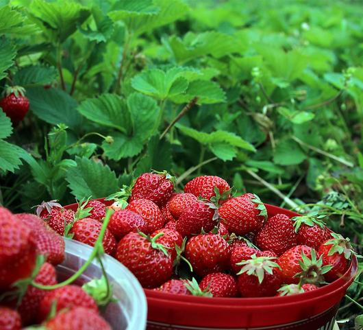 Strawberries Everbearing 'Eversweet'