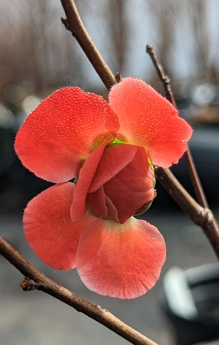 Flowering Quince 'Red Dragons Blood' Double Blooms