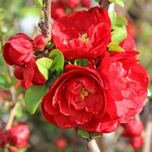 Red Dragons Blood Double Flowering Quince Flower