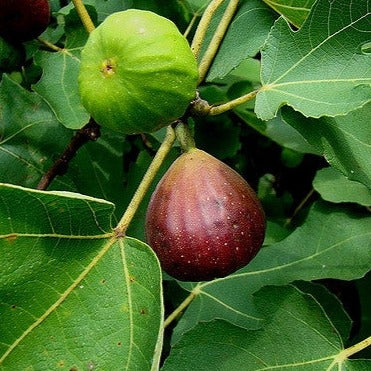 Ficus Carica - Brown turkey fig tree