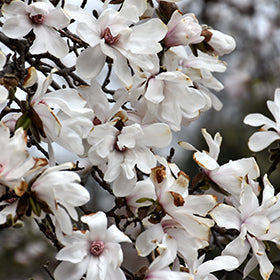 Magnolia x Loebneri "Merrill"