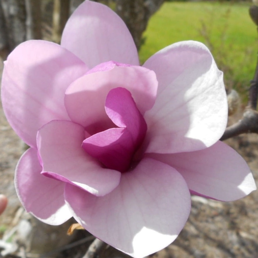 Hybrid Jane Magnolia flower
