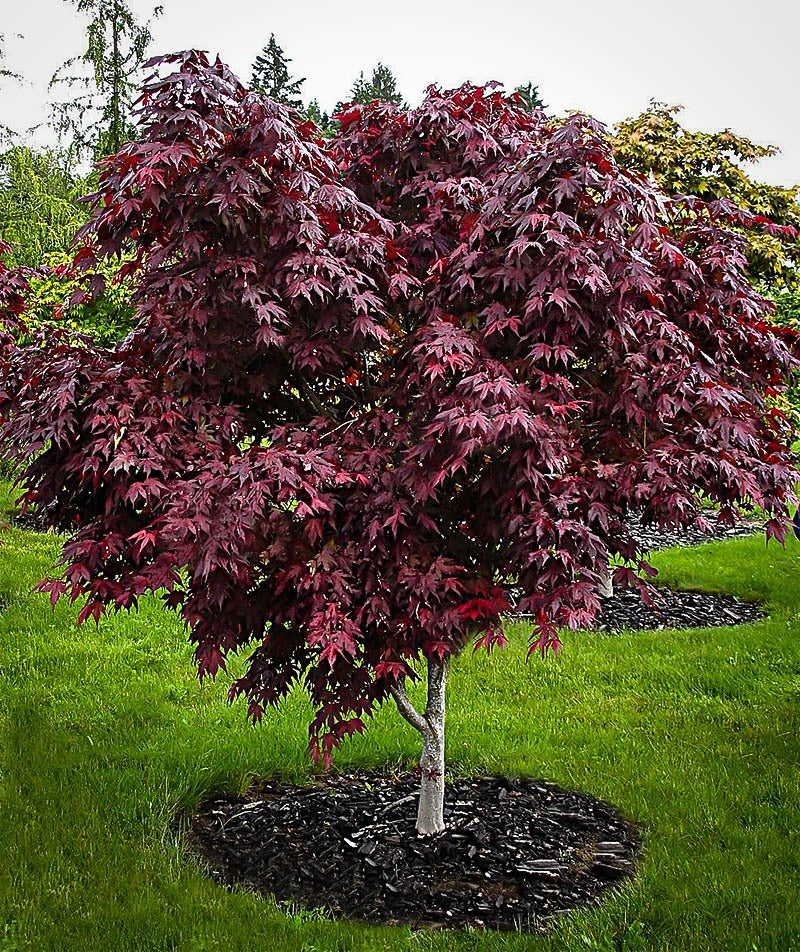 Japanese Maple Bloodgood Tree | Acer Palmatum Tree | Tristar Plants