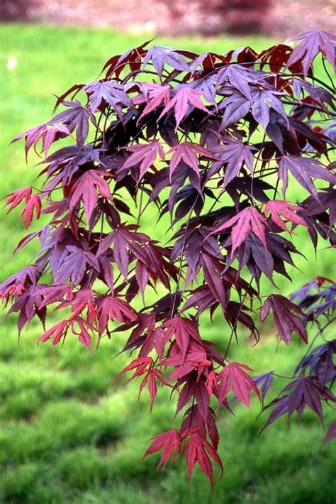Japanese Maple - Acer palmatum 'Bloodgood'