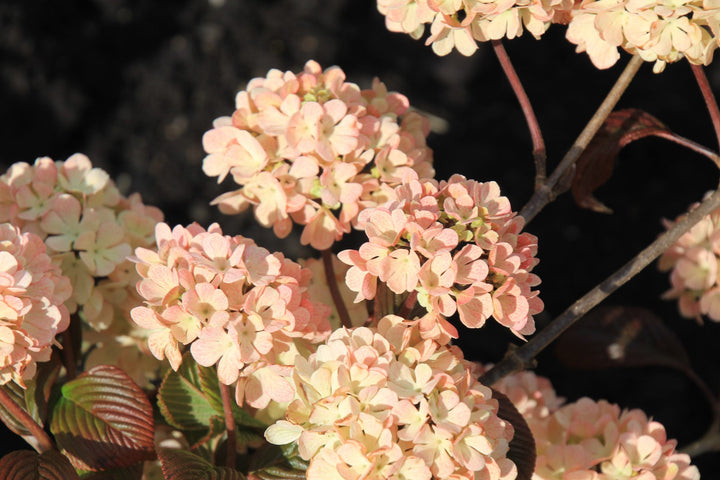 Kerns Pink Viburnum Flowers
