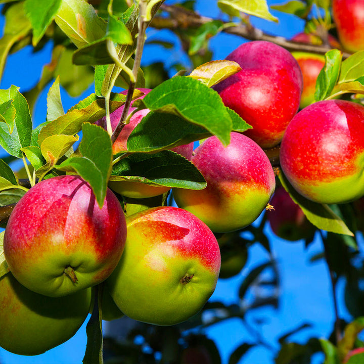 Mcintosh apple tree orchard