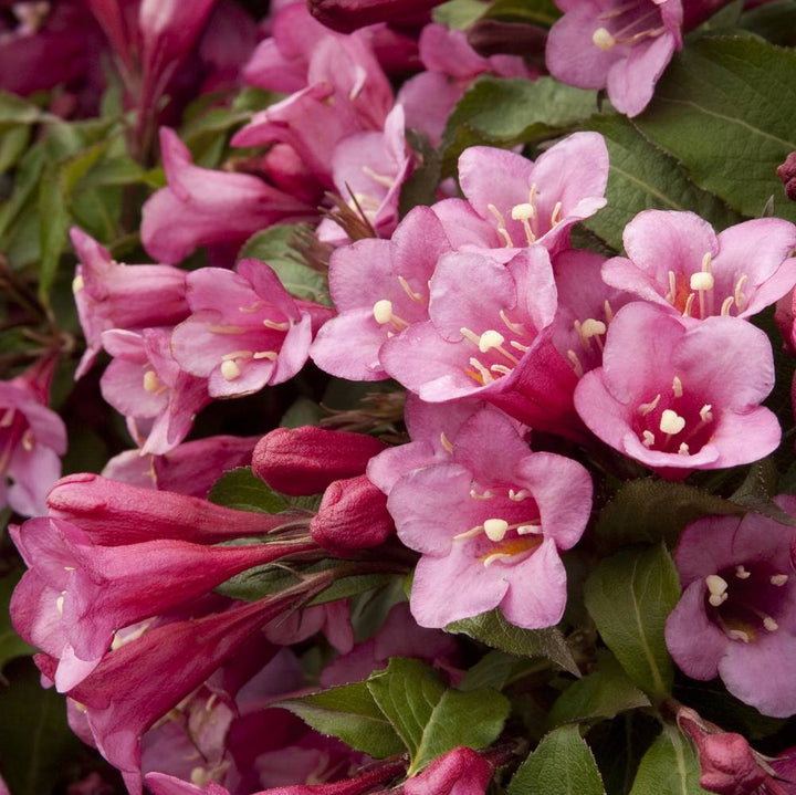 Weigela 'Pink'