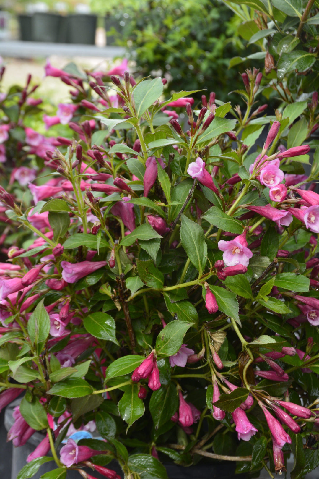 Minuet Weigela Flowers