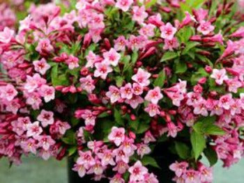 Minuet Weigela Blooms