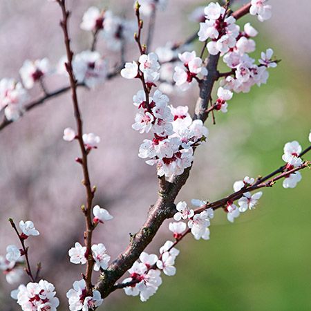 Moorpark Apricot blossoms