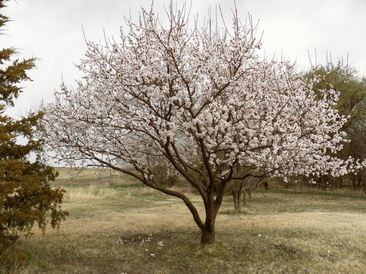 Moorpark Apricot tree in bloom