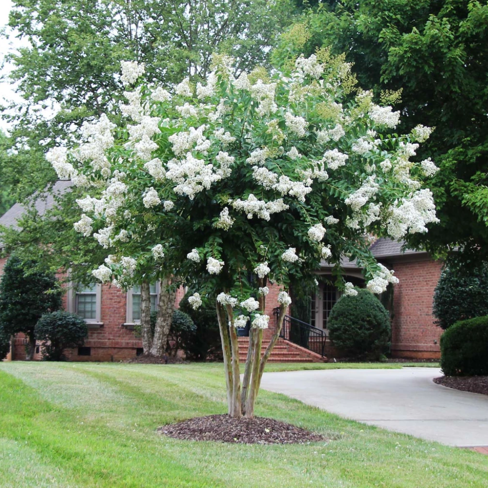 Natchez Crape Myrtle Tree - Small White Flowering Tree