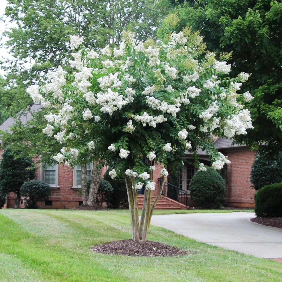 White deals crepe myrtle