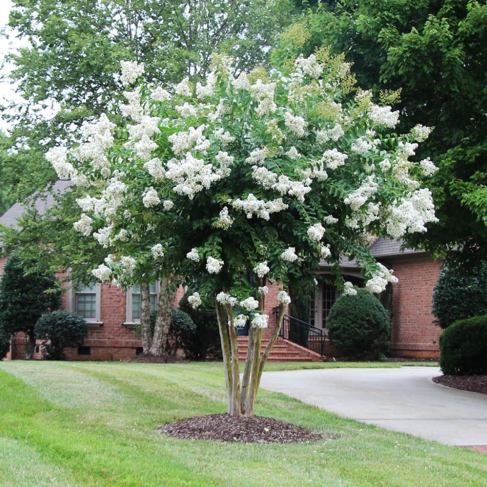White crape hot sale myrtle