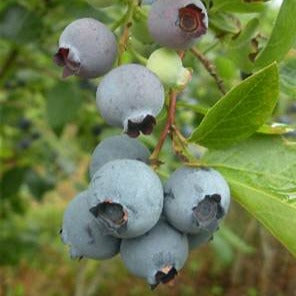 Duke Blueberry - Large Blueberry