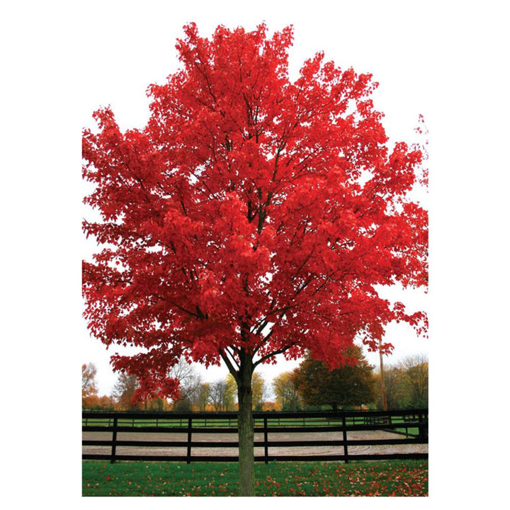 October Glory Red Maple tree