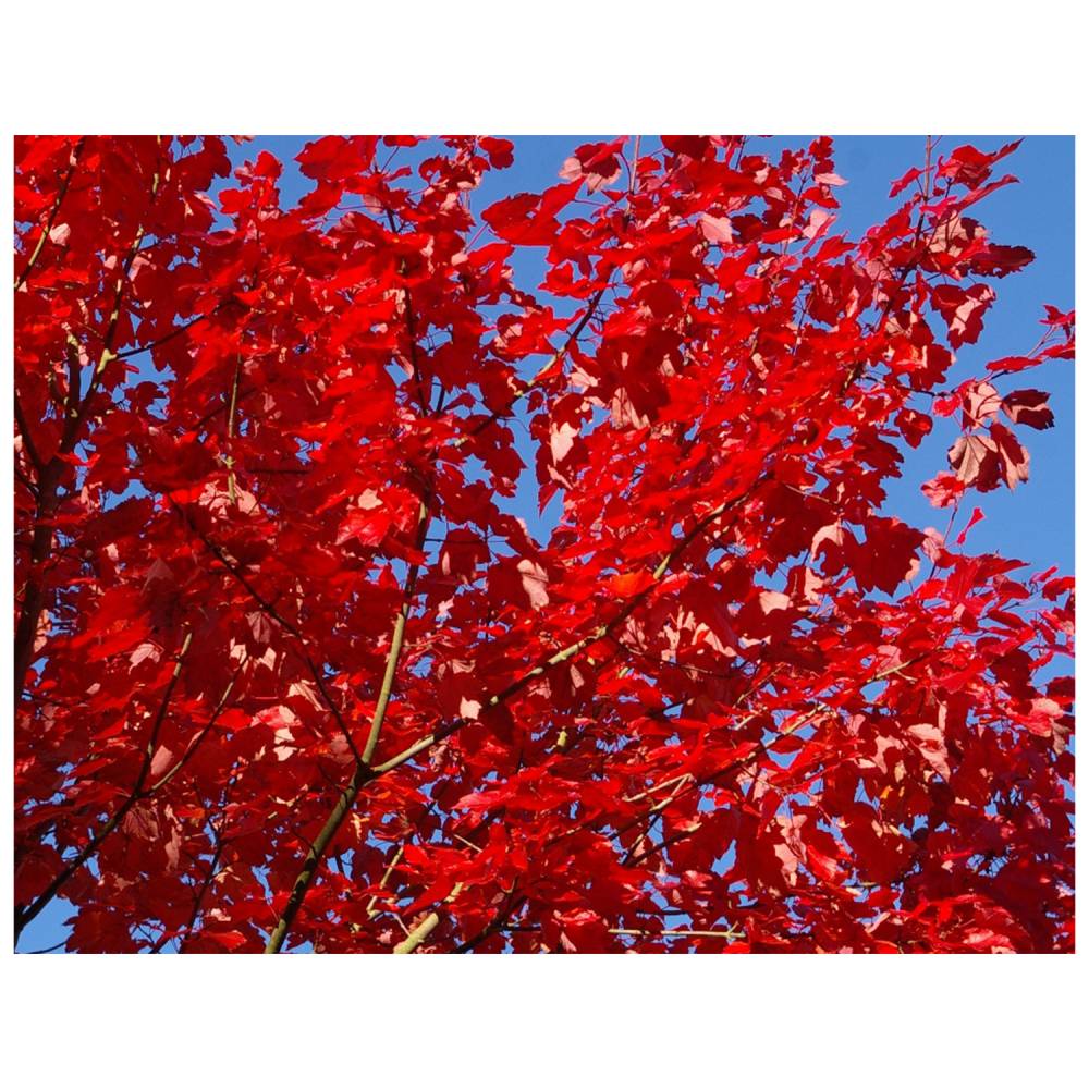 October Glory Red Maple Leaves