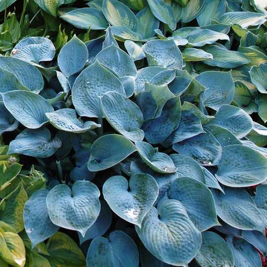 Hosta 'Hadspen Blue' – Tristar Plants