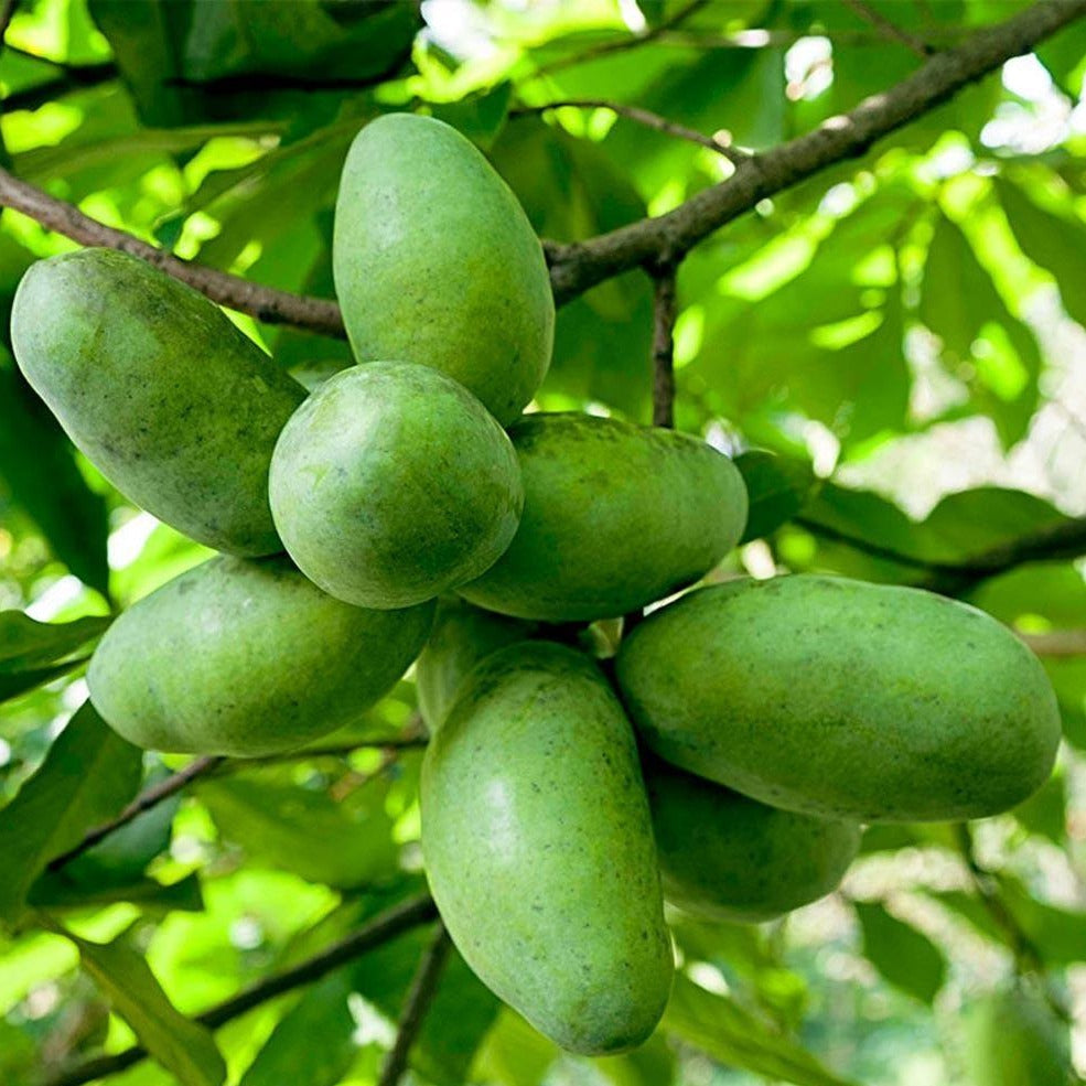 Paw Paw Fruit Tree