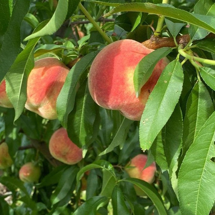 'Belle of Georgia' Peach