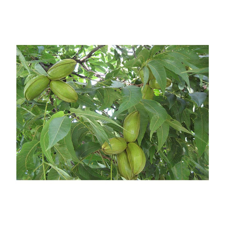 Native Pecan Tree Nuts