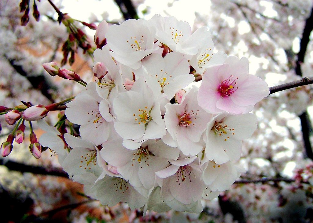 Yoshino Cherry tree Flower blooms