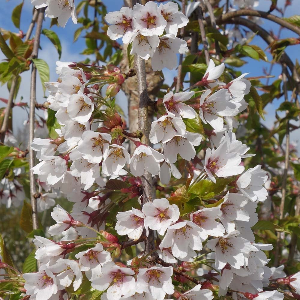 Yoshino Weeping Cherry Tree Blooms
