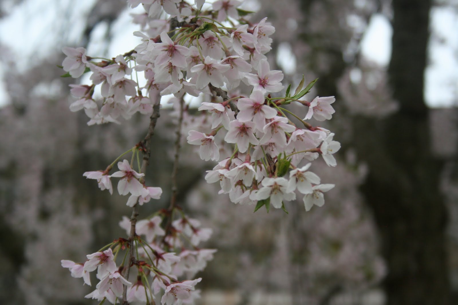 YOSHINO Prunus x yed. 'Yoshino' Flowering Cherry, 25 gal 1.75″ 12-13