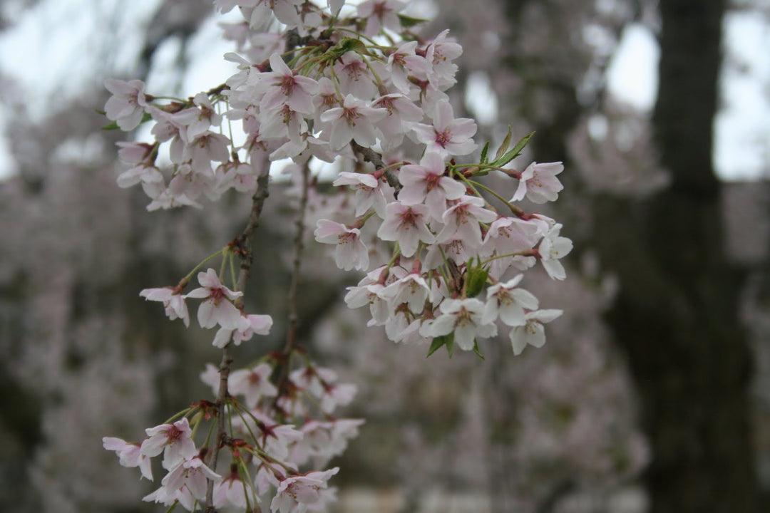 Yoshino Cherry tree Flowers