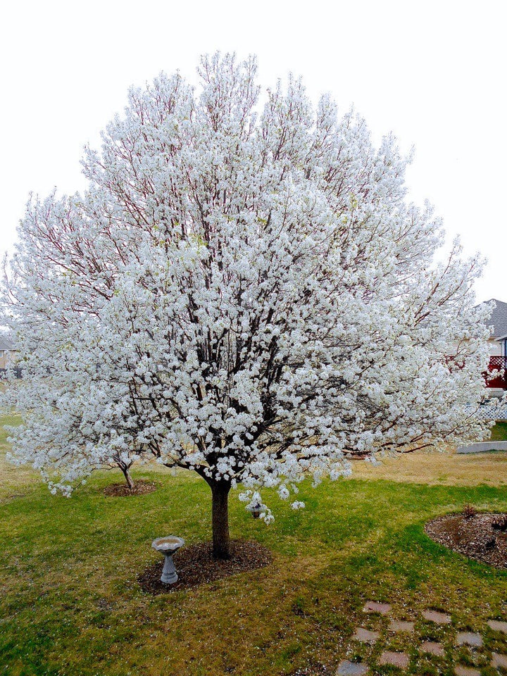 Snow Goose Cherry Tree
