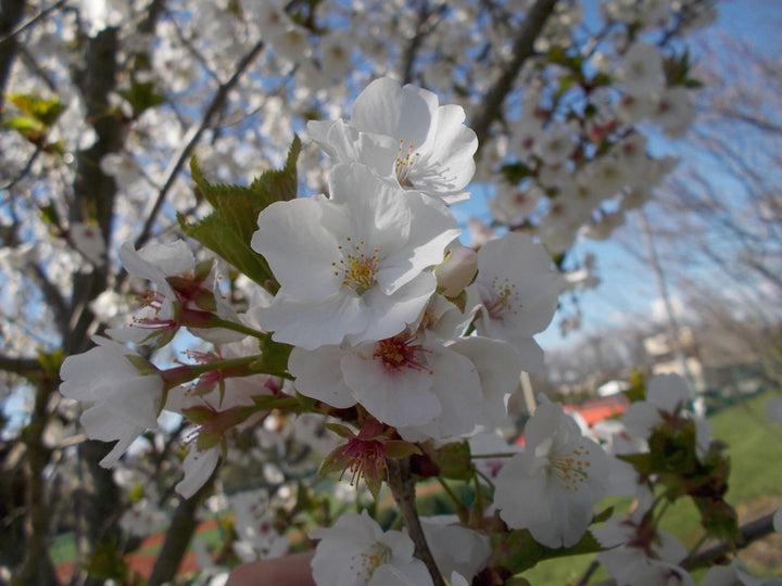 Snow Goose Cherry Tree Blooms