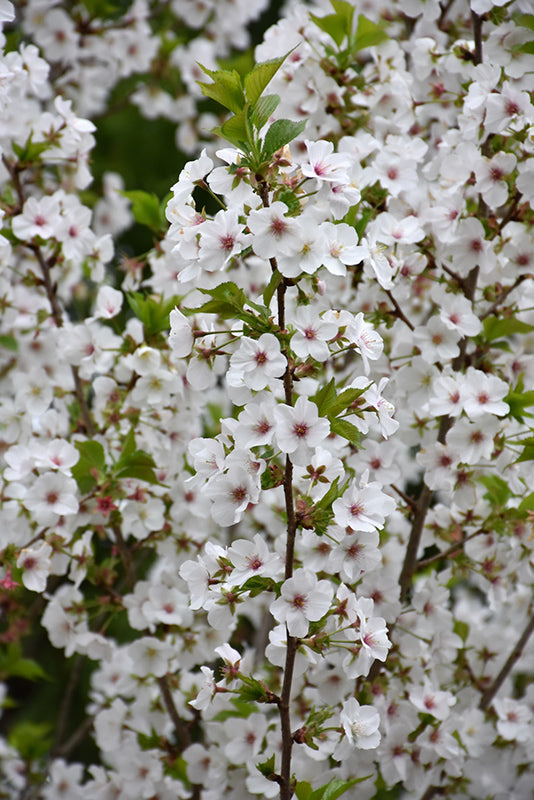 Snow Goose Cherry Tree Flowers