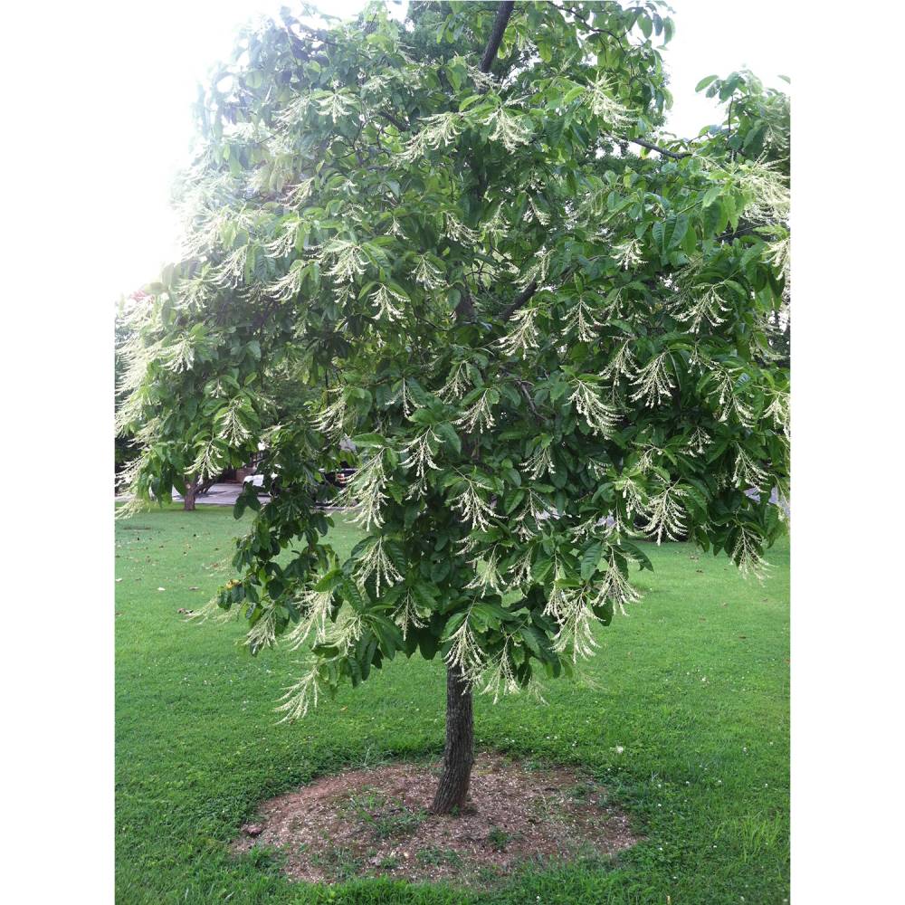 Sourwood Tree