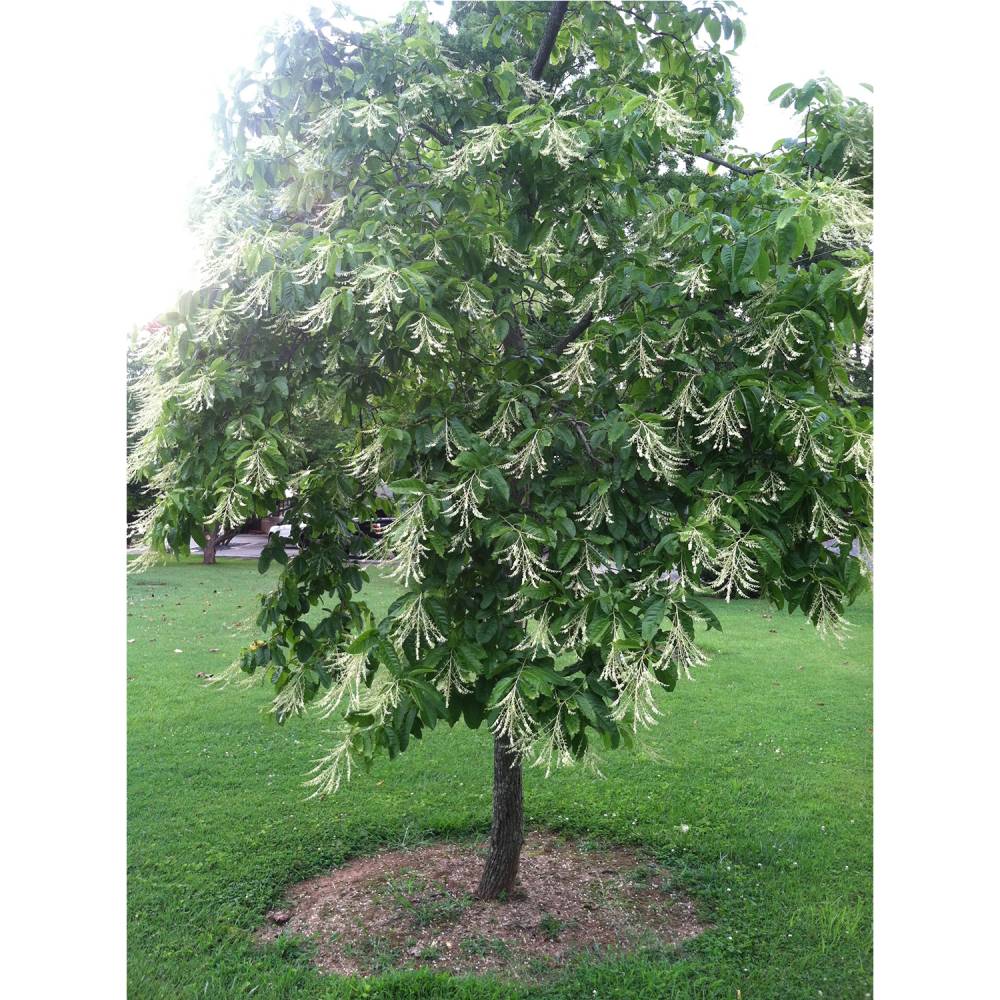 Sourwood Tree – Tristar Plants