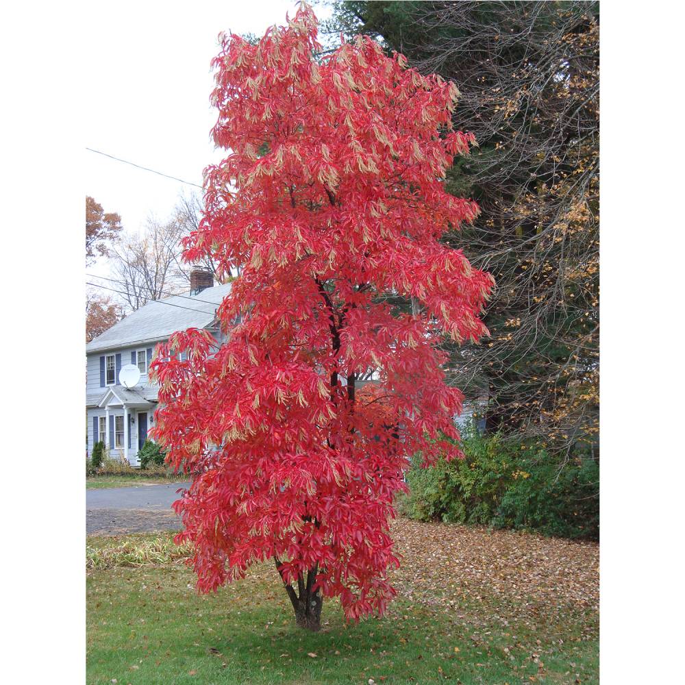 Sourwood Tree Autumn