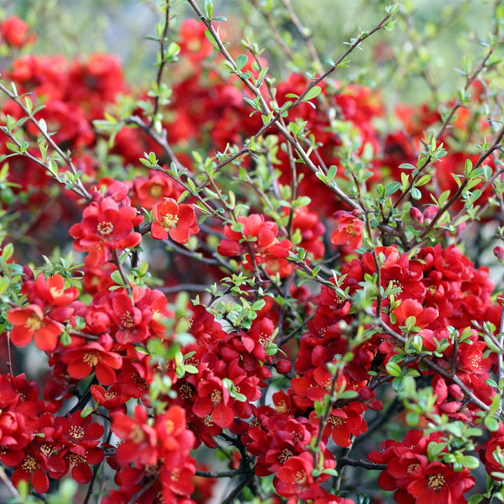 Scarffs red Flowering quince Shrub