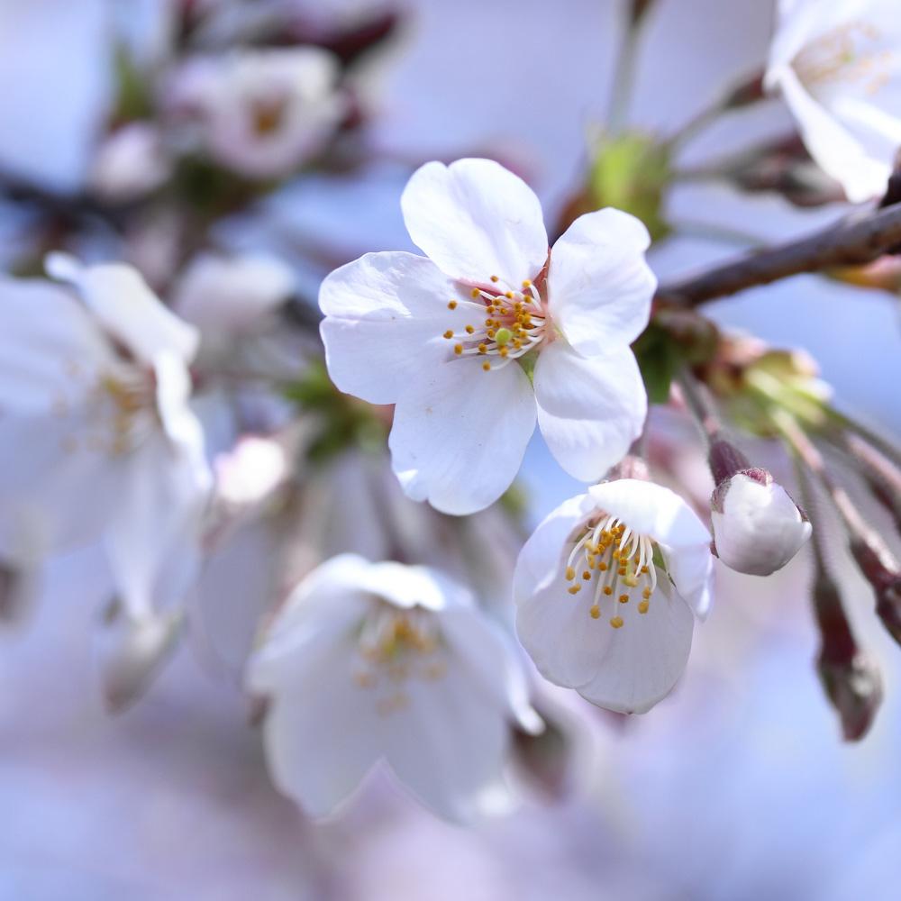 Stella Cherry Tree Blossoms