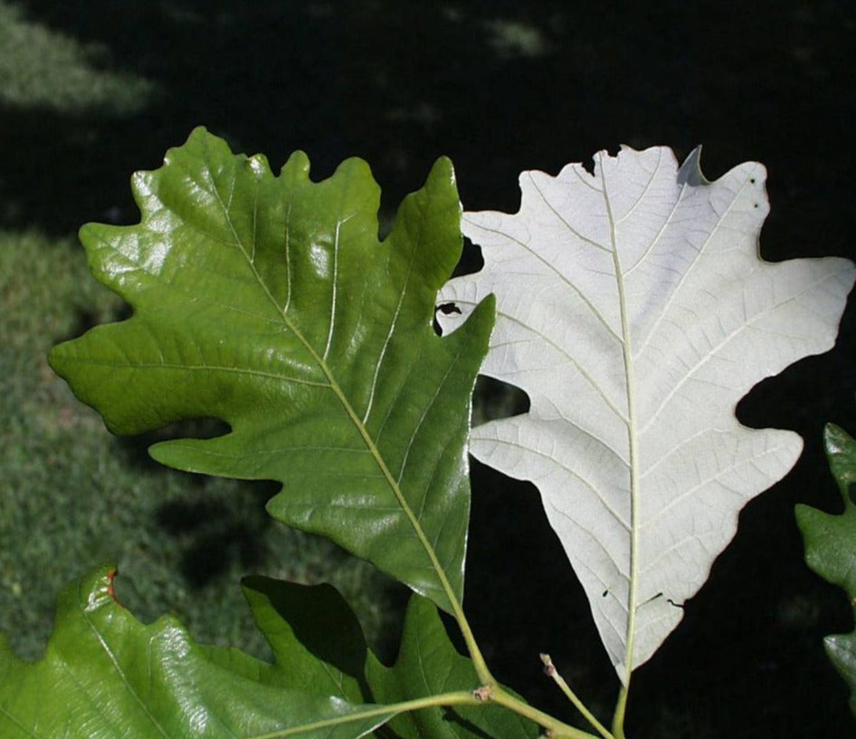 Swamp White Oak Leaves