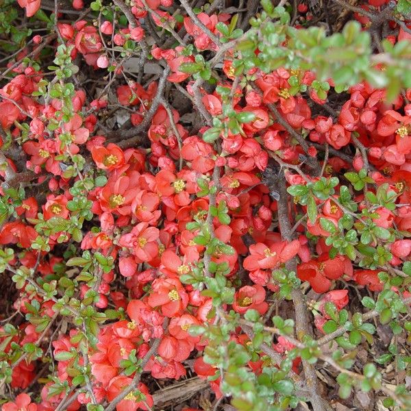 Texas Scarlet Flowering Quince Blooms
