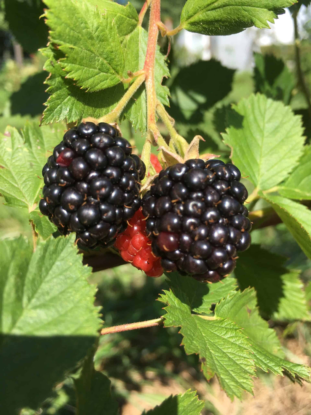 Triple Crown Blackberries